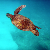 Sea Turtle in Hawaii