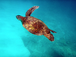 Sea Turtle in Hawaii