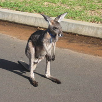 kangaroo in suburbia