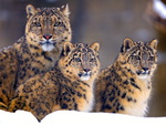 Illusive Snow Leopards