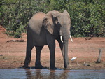 Elephant Drinking