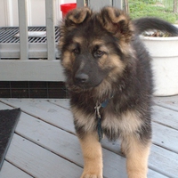 German shepherd puppy
