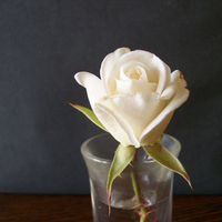 Shot Glass Rose