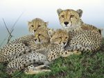 Cheetah Family