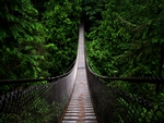 DEEP FOREST BRIDGE