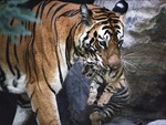 Mother Tiger With Her Cub