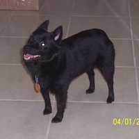  Schipperke