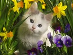 kitten and flower