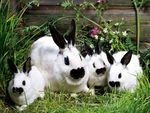 rabbits