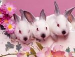 Rabbits1