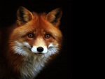 Red Fox