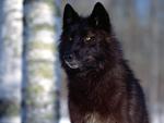 handsome  black wolf