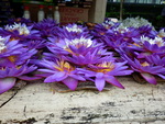 purple and white water lily's