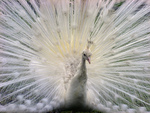 An Albino Peacock