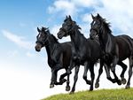 Black horses