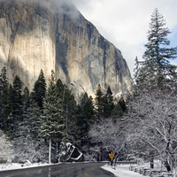 Yosemite Snow and Trees
