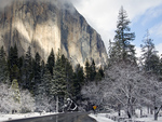 Yosemite Snow and Trees