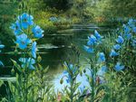 Breathtaking-Views---Blue-Poppies