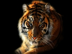 SUMATRAN TIGER