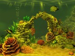 Coral reef