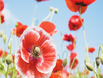 Red Poppy Flower Under Sunshine