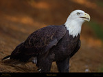 Bald Eagle.jpg