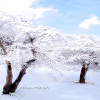 blue and white bliss