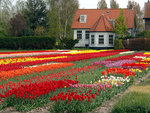 tulip garden