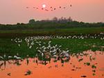 Sunset With Jabirus, Pantanal Matogrossense, Brazil