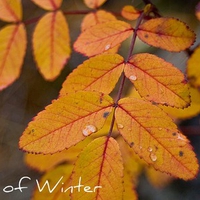 Leaf of Winter