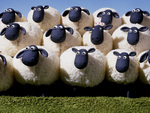 Shaun the Sheep