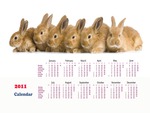 Rabbit Calendar 2011
