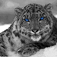 Snow Leopard (Poster Edges)