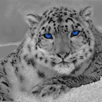 Snow Leopard (Smudge Effect)