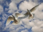 Doves in Sky