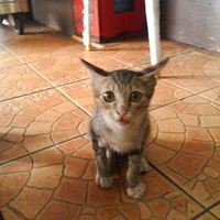 Starving Strayed Kitten