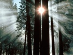 rays of yosemite vally
