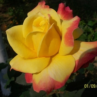 Beauty Of Rose