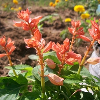 CloseGlossy HD Flower