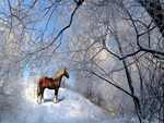 horse in winter
