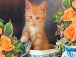 orange kitty