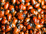 Ladybugs