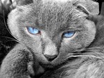 cat blue eyes