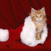Christmas cat
