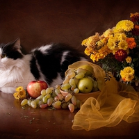Still Life