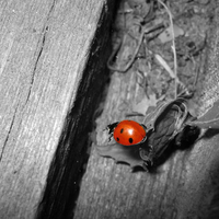 lady bug