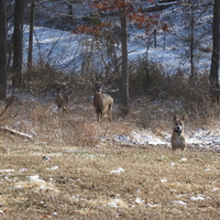 They followed me home, can I keep them?