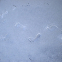 footprints