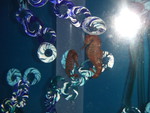 Oregon Aquarium Seahorses 1