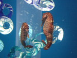 Oregon Aquarium Seahorses 2